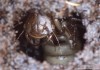 potápník vroubený (Brouci), Dytiscus marginalis (Coleoptera)